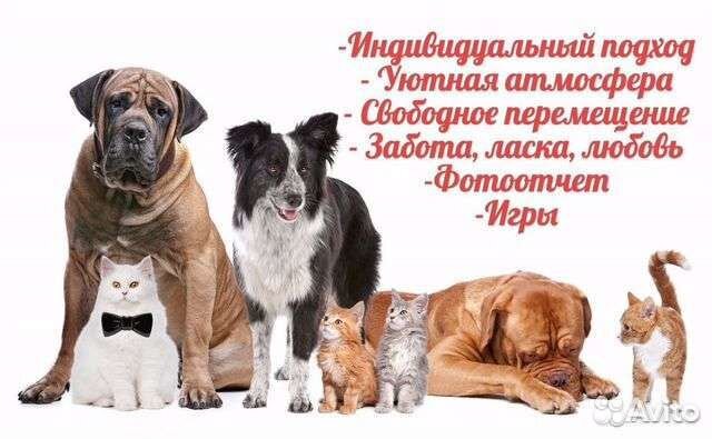 Домашняя передержка