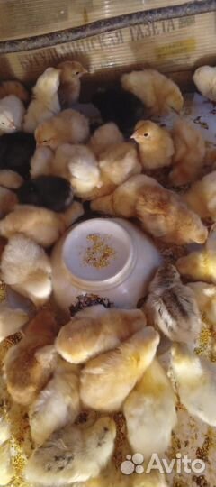 Цыплята суточные
