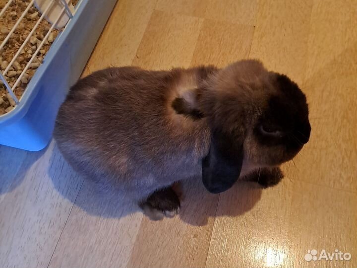 Клетка для кролика