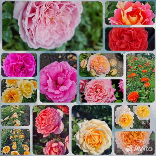 Шикарные кусты роз