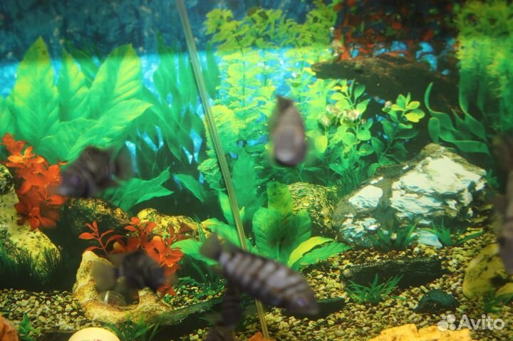 Рыбки аквариумные Цихлиды зебры