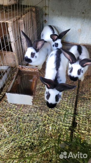 Кролики строкачи