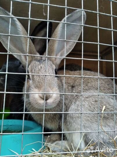 Кролики мясных пород. Продажа, обмен, мясо