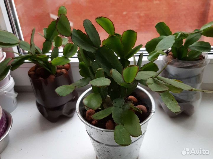 Цветы декабристы