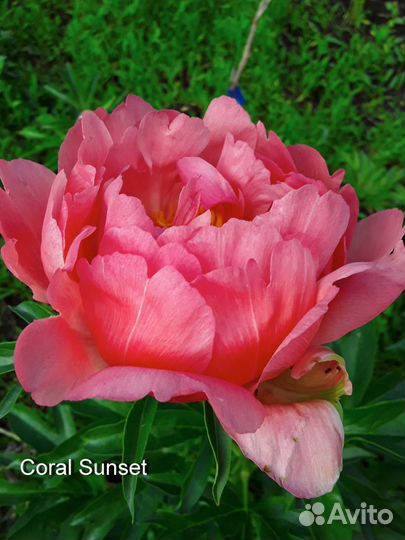 Корни пионов на осень 23г