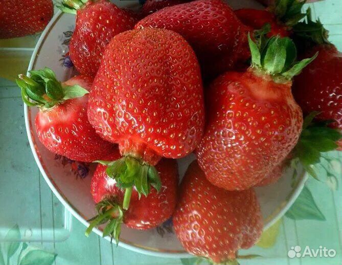 Рассада клубники Азия