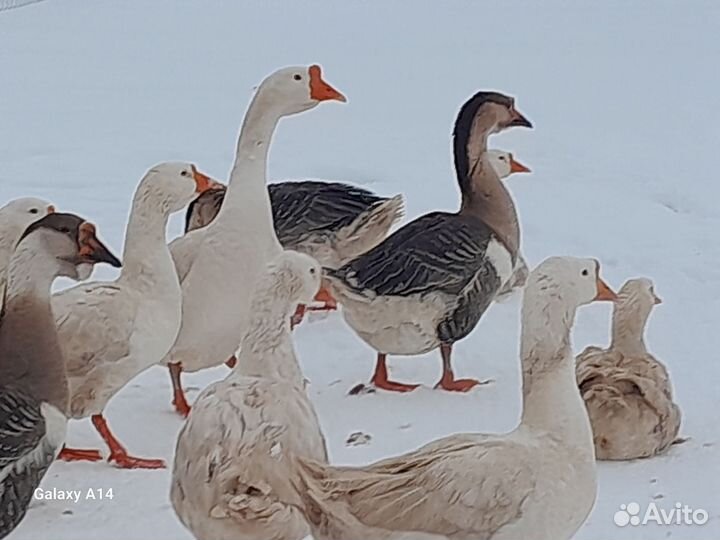 Гусята суточные