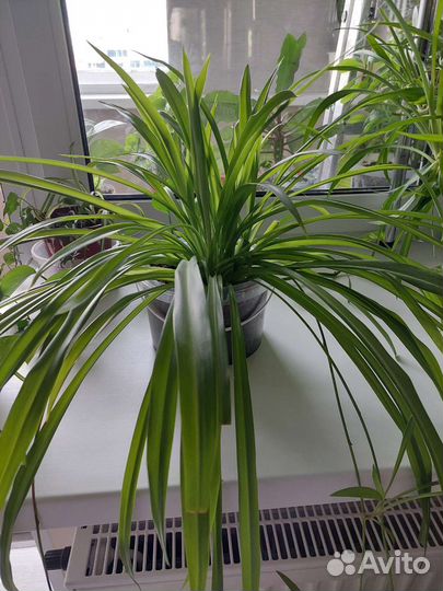 Хлорофитум