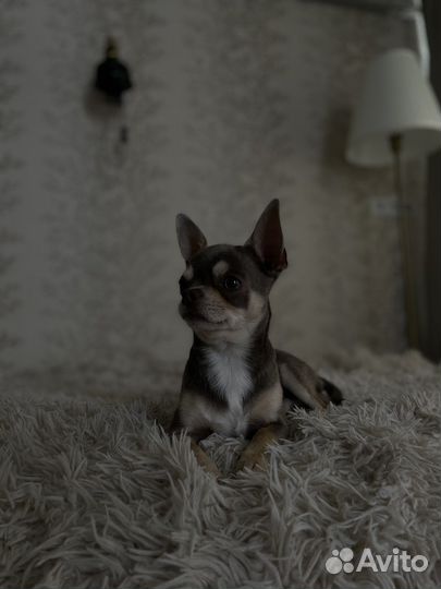 Вязка кобель чихуахуа mini