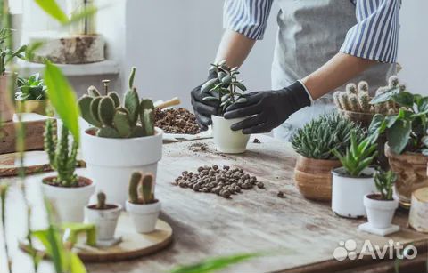 Пересадка, лечение растений. Доставка от 1 часа