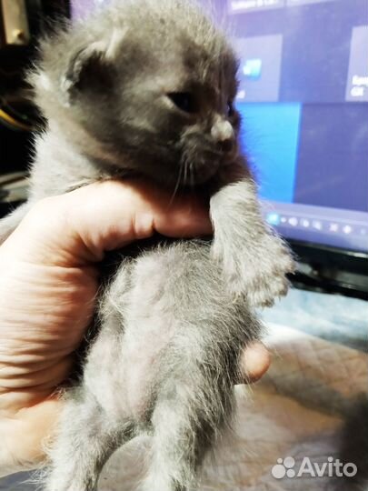 Котята по рублю, родились 7 октября