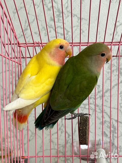Продаются попугаи