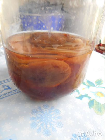 Гриб чайный