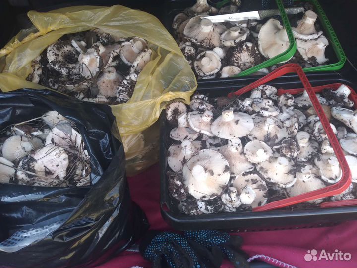 Лесные грибочки,грузди,лисички,белые,подосиновики