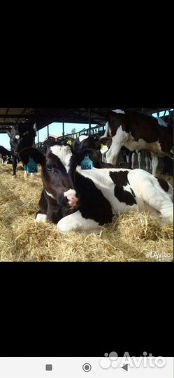 Быки 1-3месяца