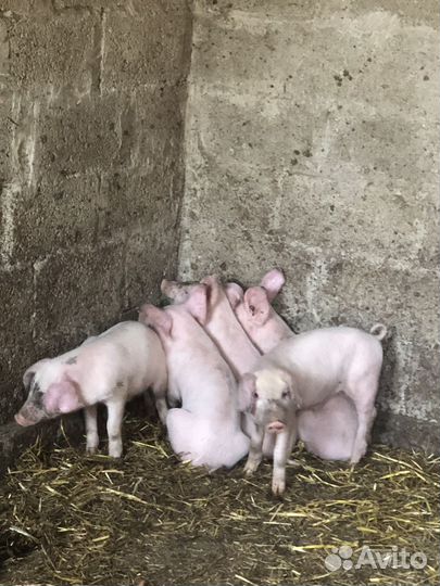 Поросята