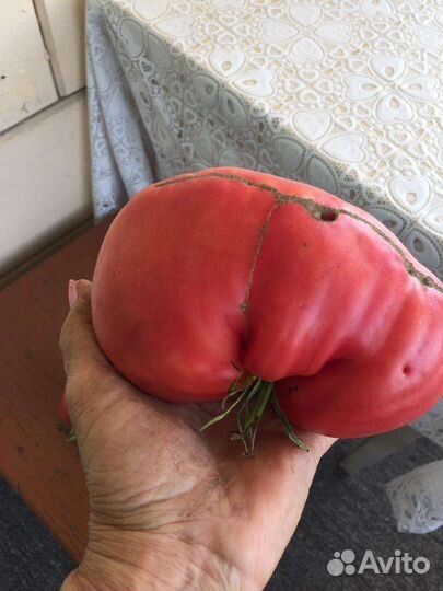 Семена Алтайских томатов