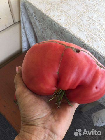 Семена Алтайских томатов