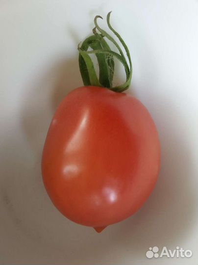 Семена томатов (помидор)