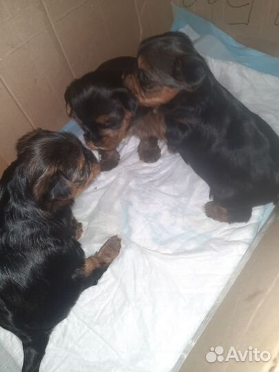 Собаки щенки маленькой породы