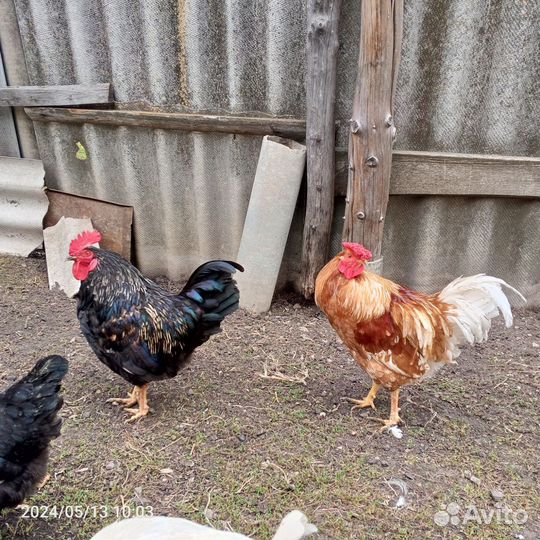 Петушки