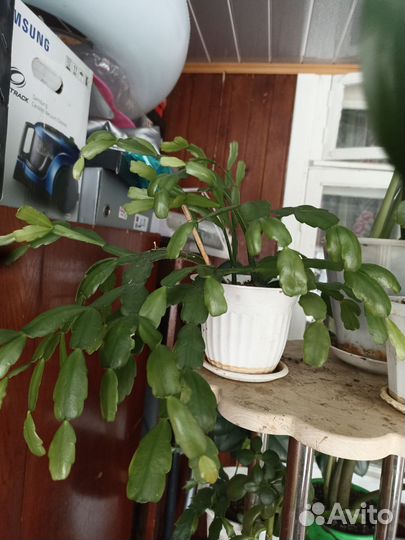 Комнатные цветы