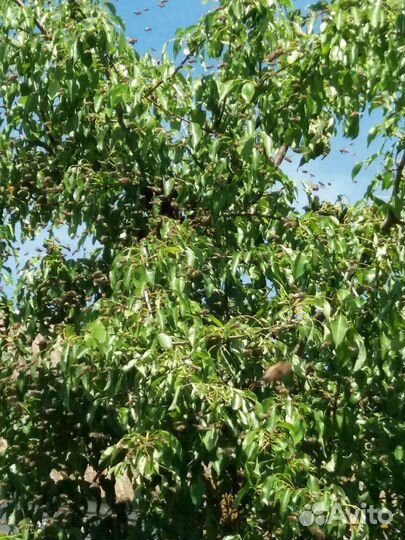 Сниму рой пчёл