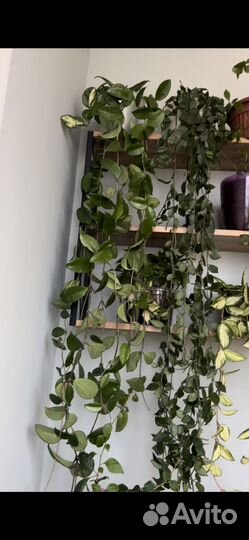 Хойя взрослые лакуноза и карноза