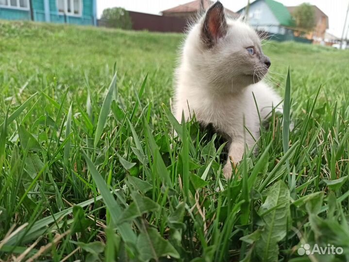 Сиамский голубоглазый котёнок