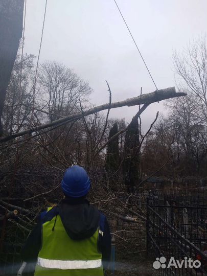 Спил, опиловка, обрезка, удаление деревьев