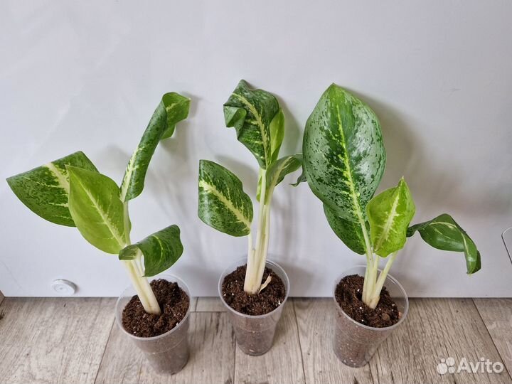 Продам цветы комнатные