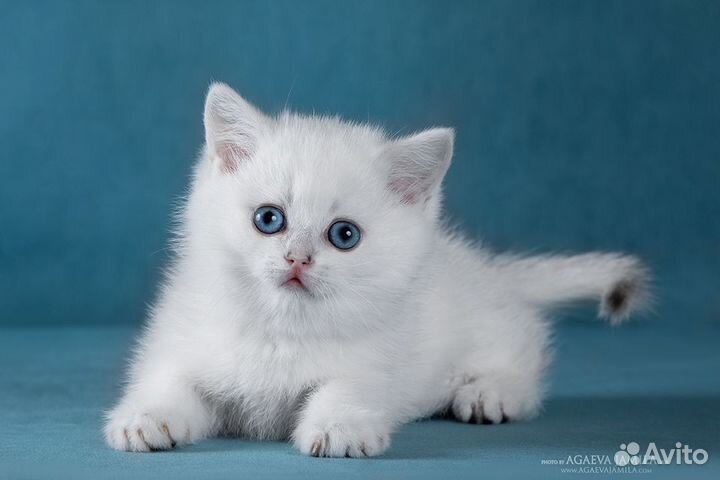 Девочка британской серебристой шиншиллы