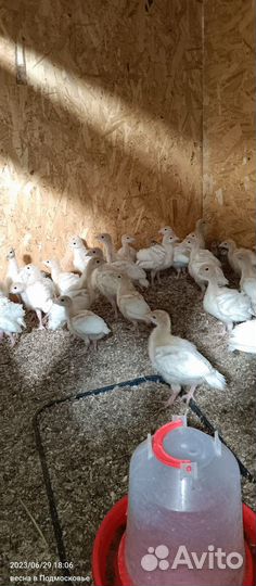 Индюшата биг 6