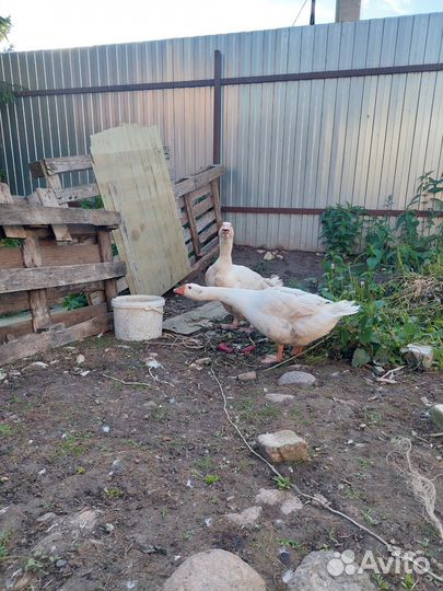 Гусыня, гусь