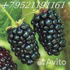 Ежевика ремонтантные сорта