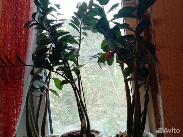 Замиокулькас