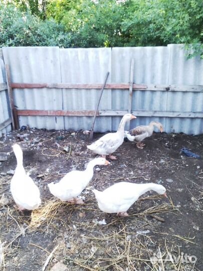 Петухи молодые