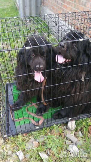 Перевозки Людей, животных, грузов