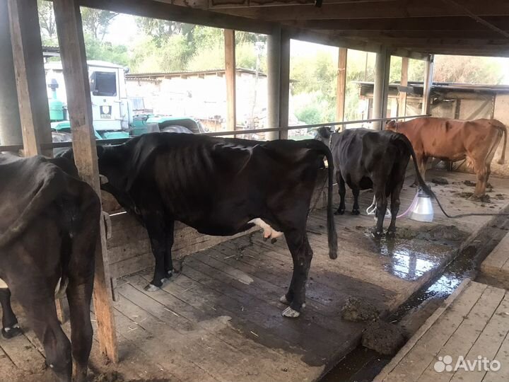 Продается дойные коровы