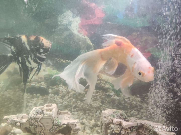 Аквариум с рыбками