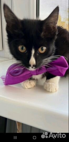 Кошка в дар