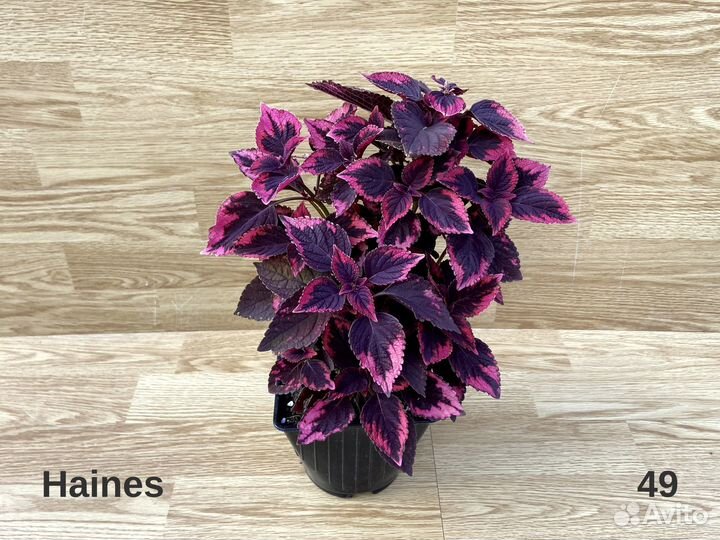 Колеусы срезы