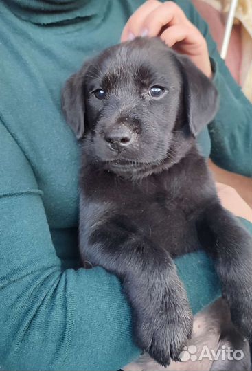 Щенки лабрадора черные