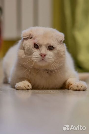 Кот в добрые руки