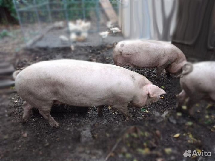 Мясо свинина домашняя