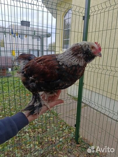 Петушки породы фавероль