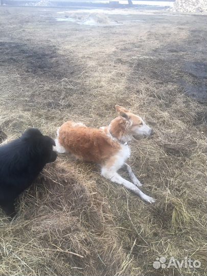 Собаки бесплатно