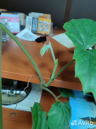 Тетрастигма Вуанье