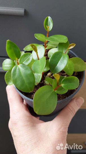 Комнатные растения