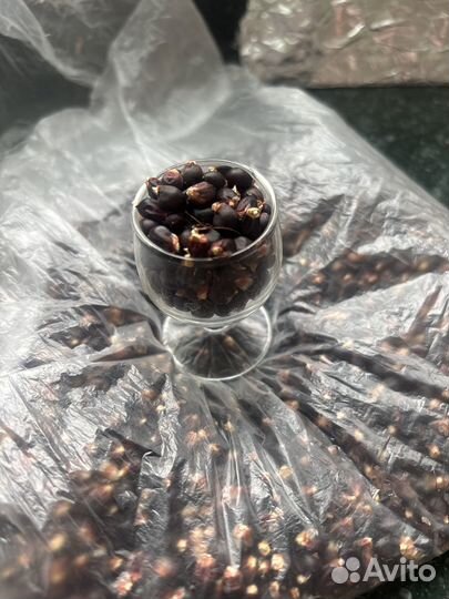 Семена кукурузы черной